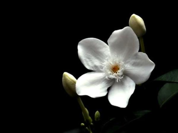 Denieley Pereira da Silva